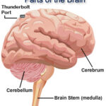 brain